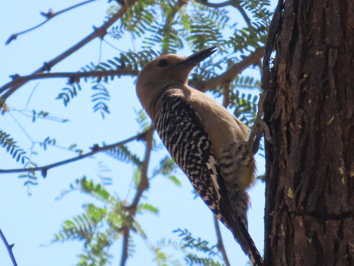 Gila Woodpecker - ML619591397