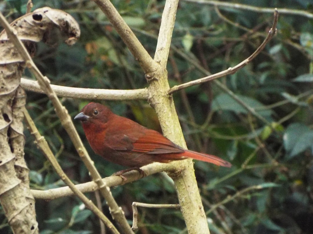 Red-crowned Ant-Tanager - ML619591413