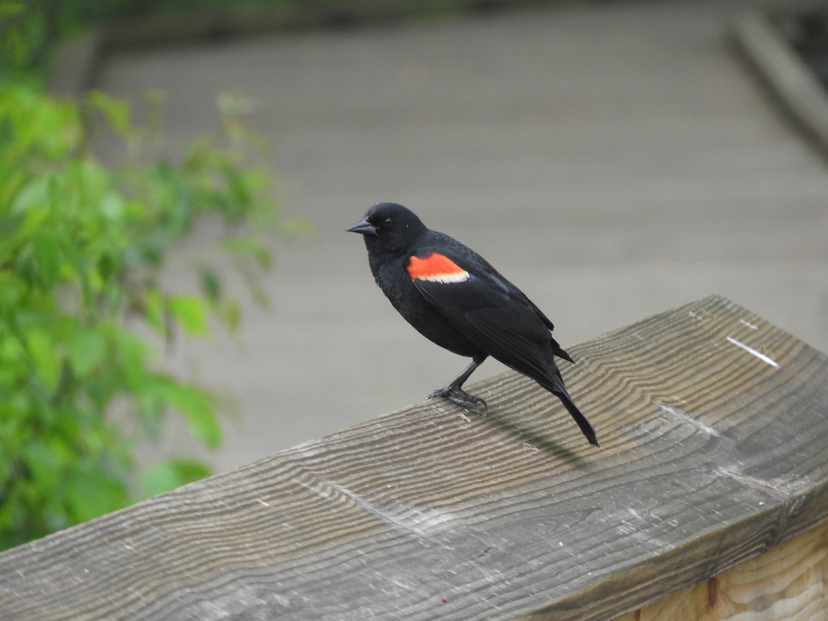 Red-winged Blackbird - ML619591428