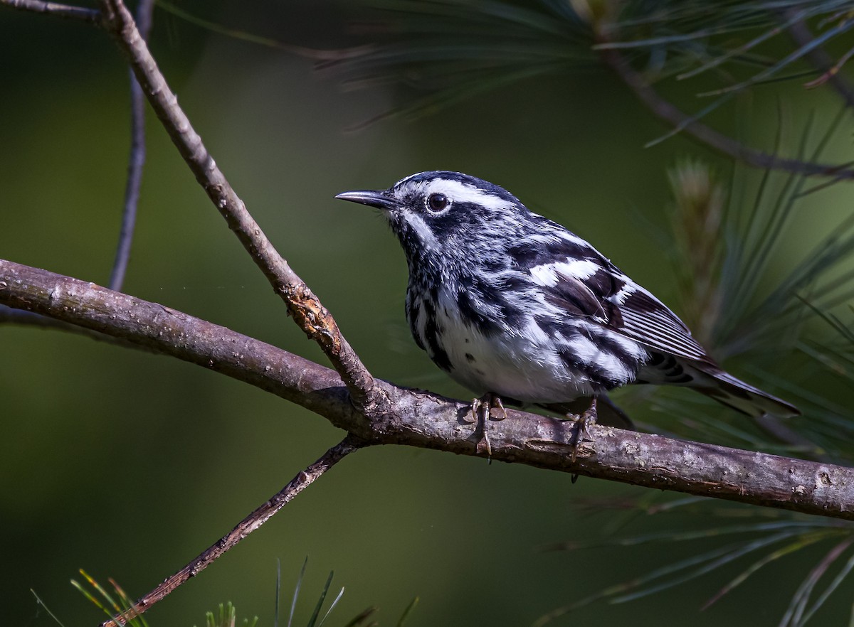Black-and-white Warbler - ML619591491