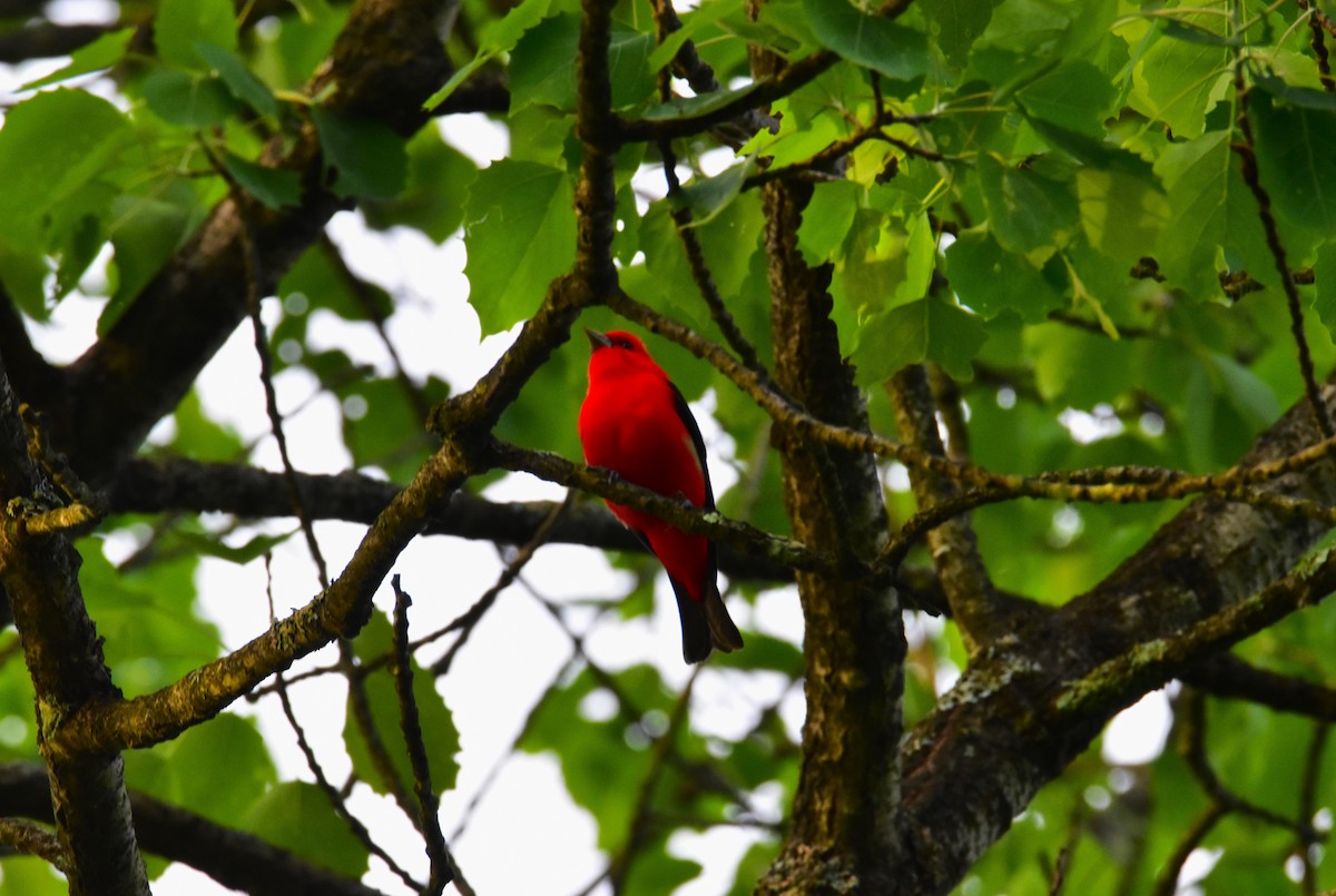 Scarlet Tanager - ML619591555