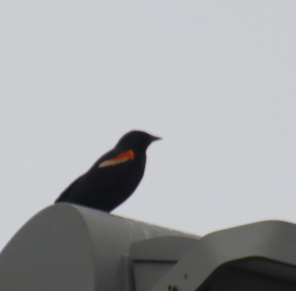 Red-winged Blackbird - ML619591580