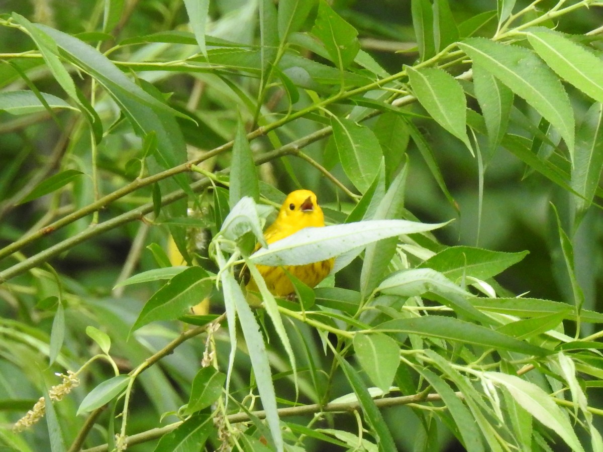 Yellow Warbler - ML619591596