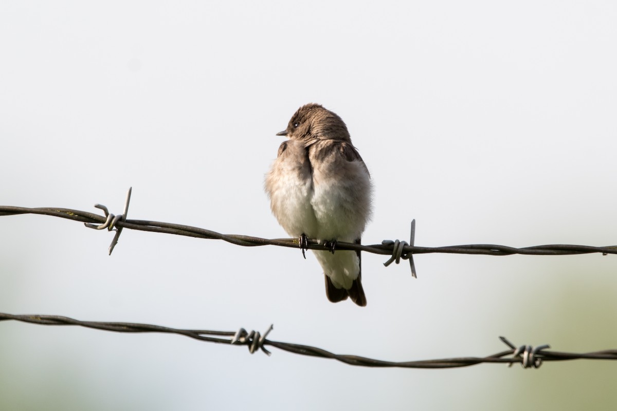 Northern Rough-winged Swallow - ML619591615