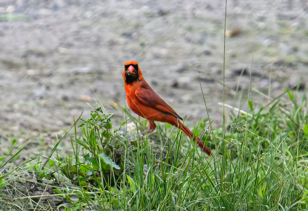 Cardinal rouge - ML619591639