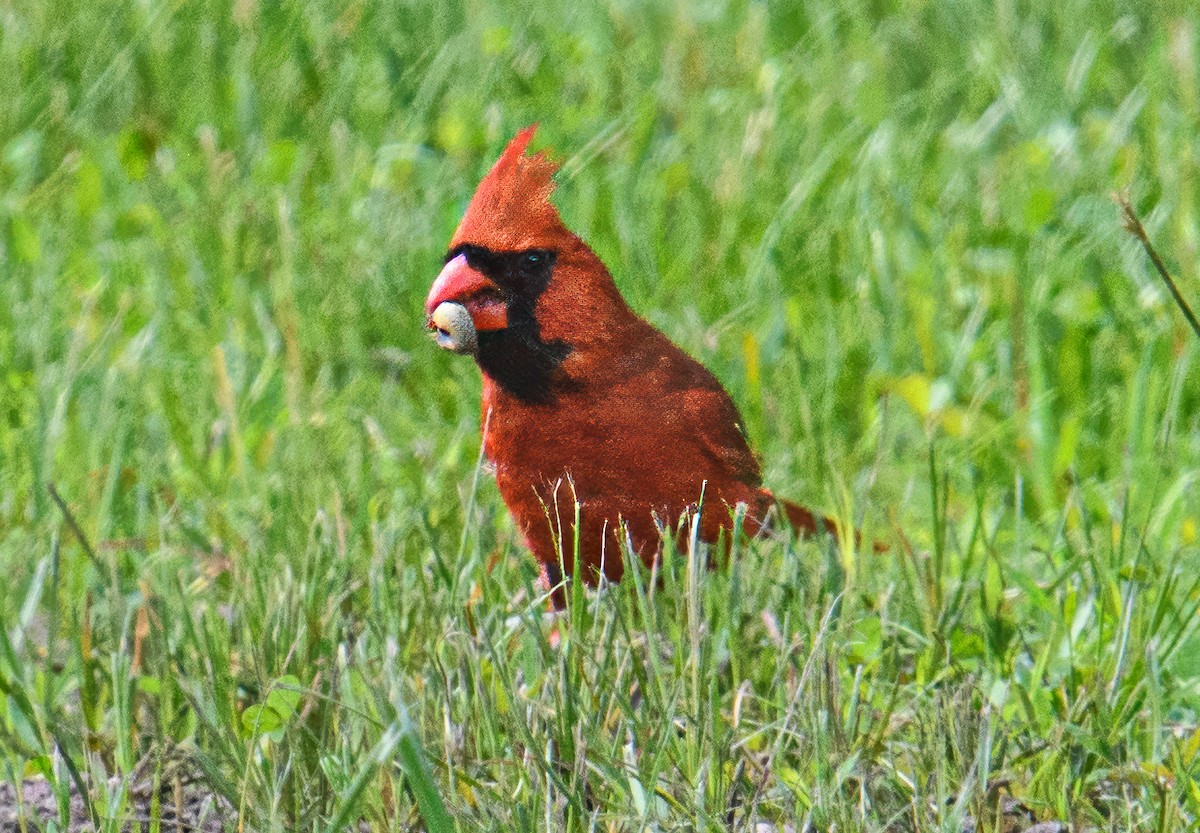 Cardinal rouge - ML619591642