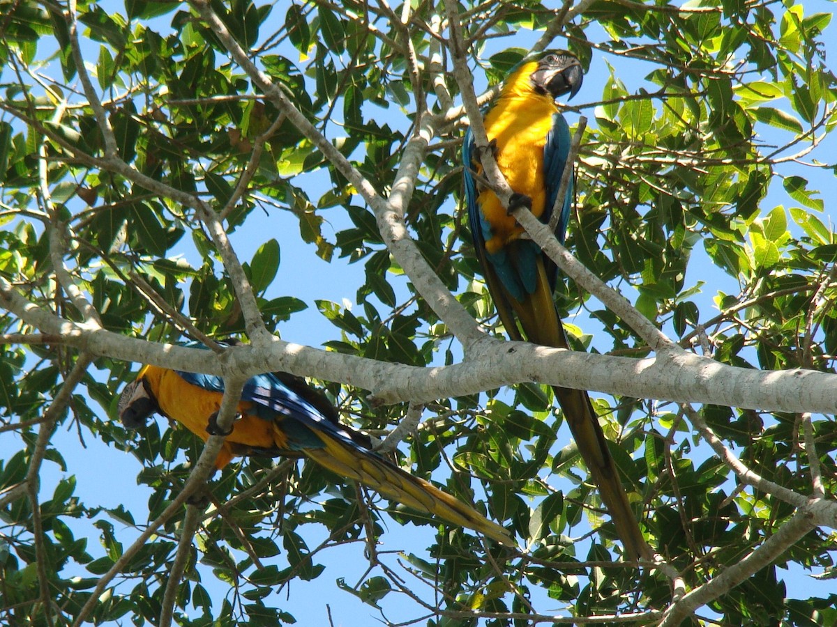 Blue-and-yellow Macaw - ML619591663