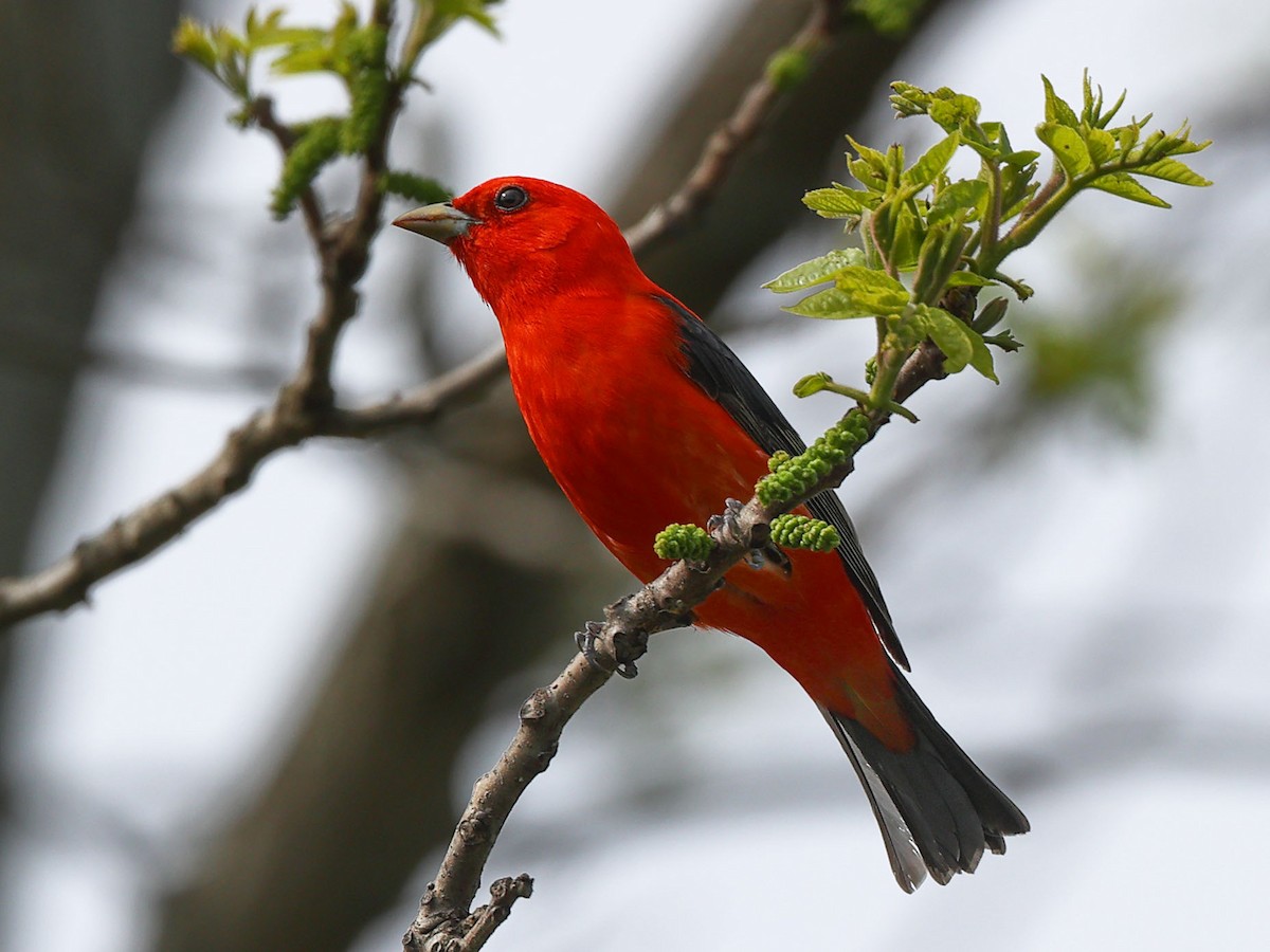 Scarlet Tanager - ML619591689