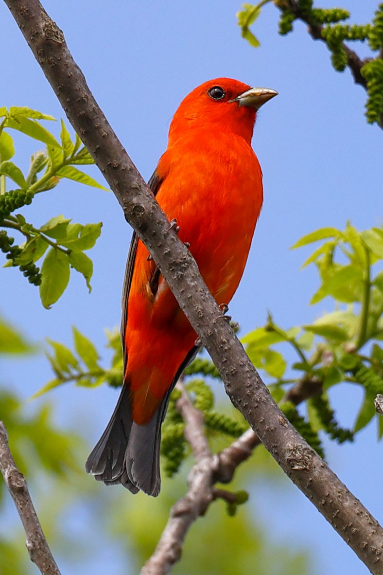Scarlet Tanager - ML619591690