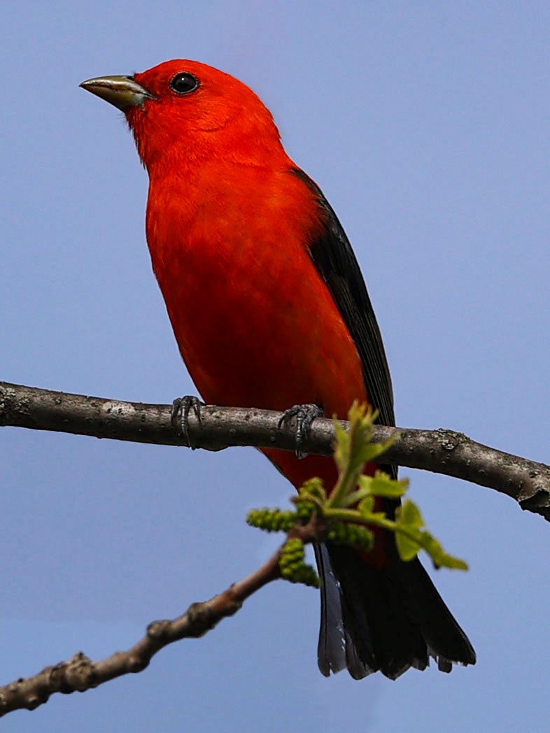 Scarlet Tanager - ML619591693