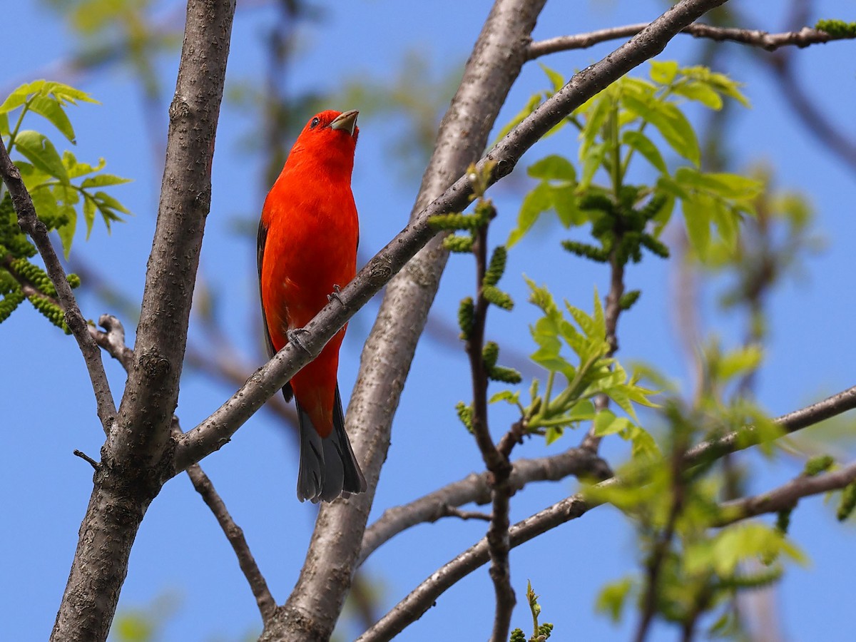 Scarlet Tanager - ML619591696