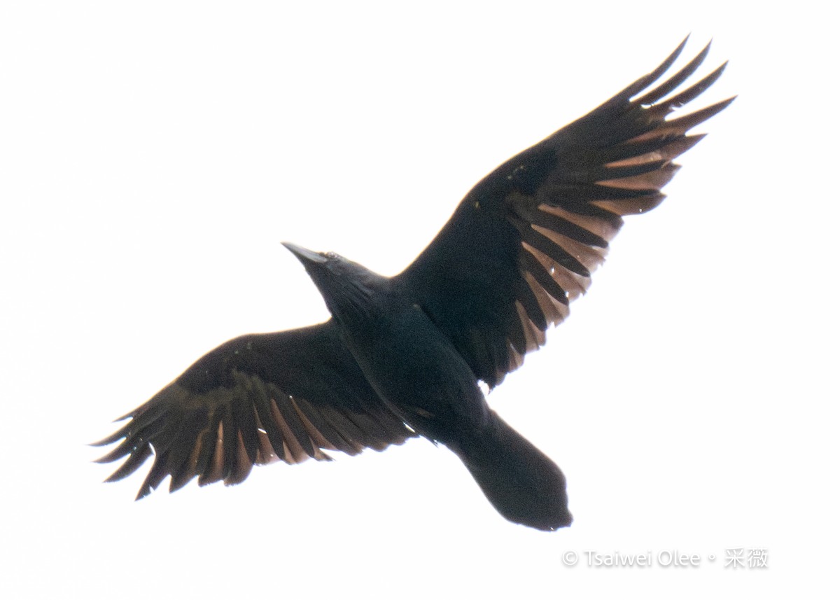 Common Raven - ML619591710
