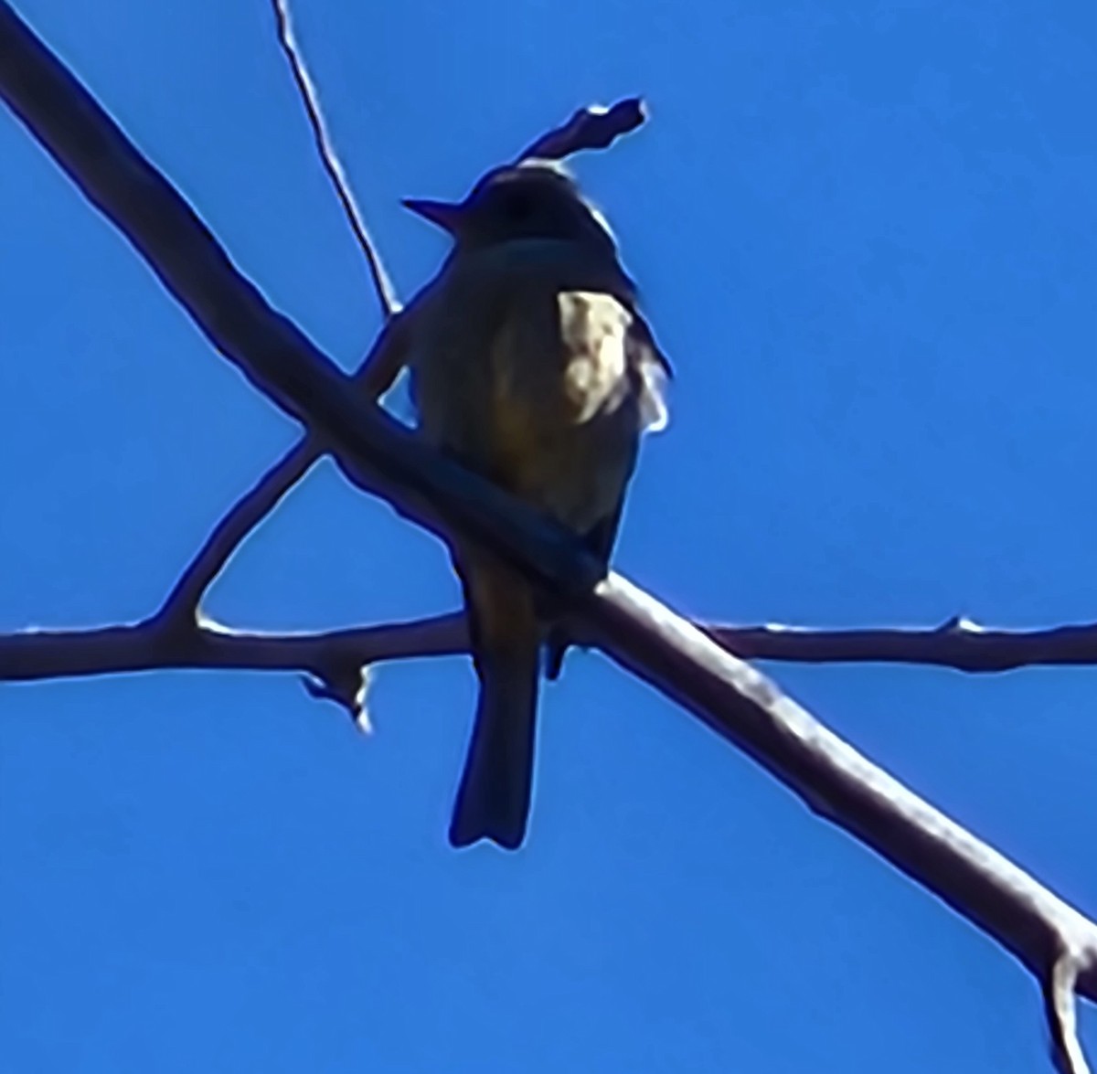 Greater Pewee - ML619591727