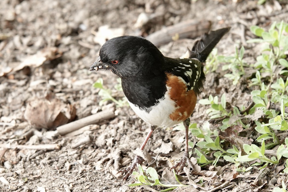 Spotted Towhee - ML619591734