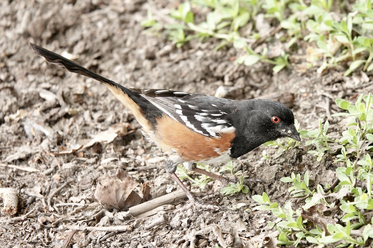 Spotted Towhee - ML619591735