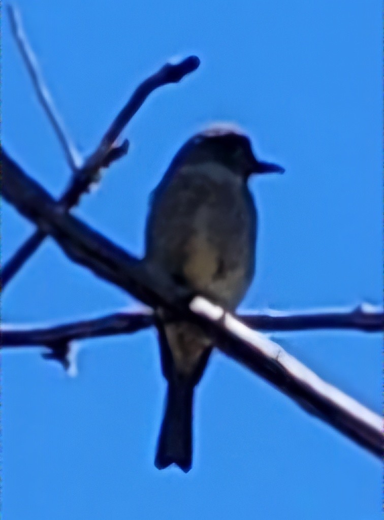 Greater Pewee - ML619591739