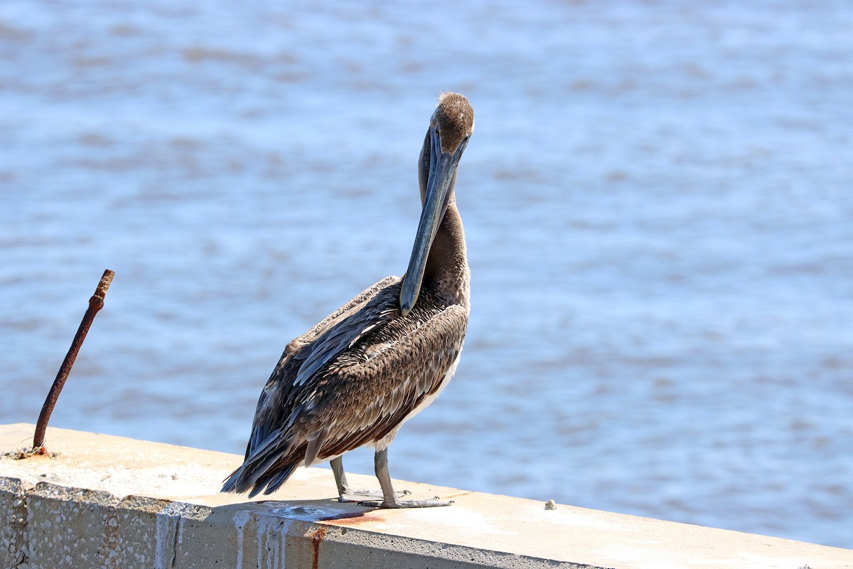 pelikán hnědý - ML619591749