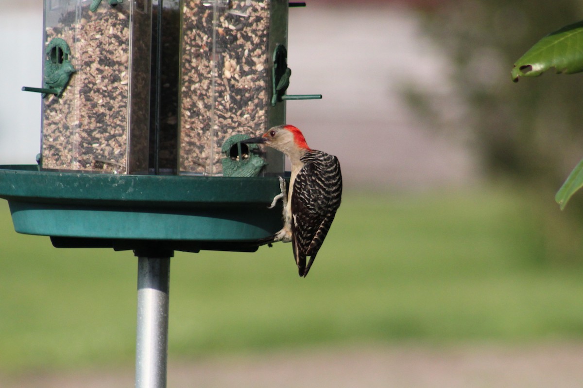 Red-bellied Woodpecker - ML619591797