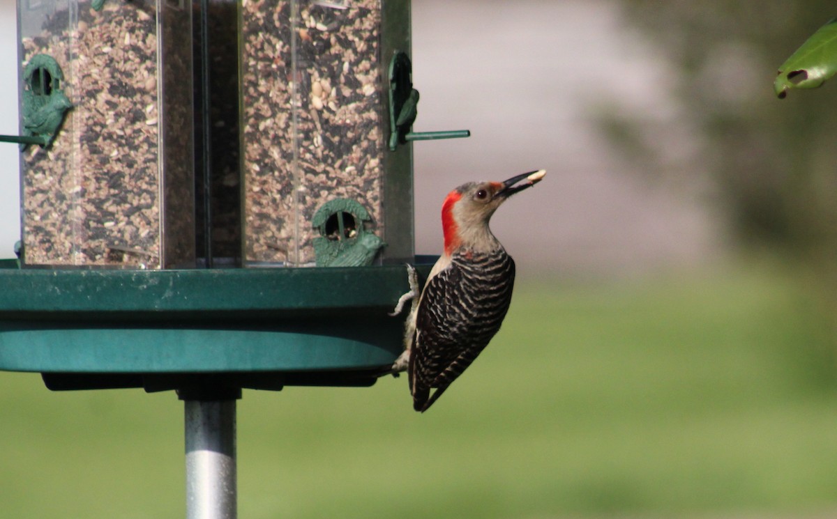 Red-bellied Woodpecker - ML619591800