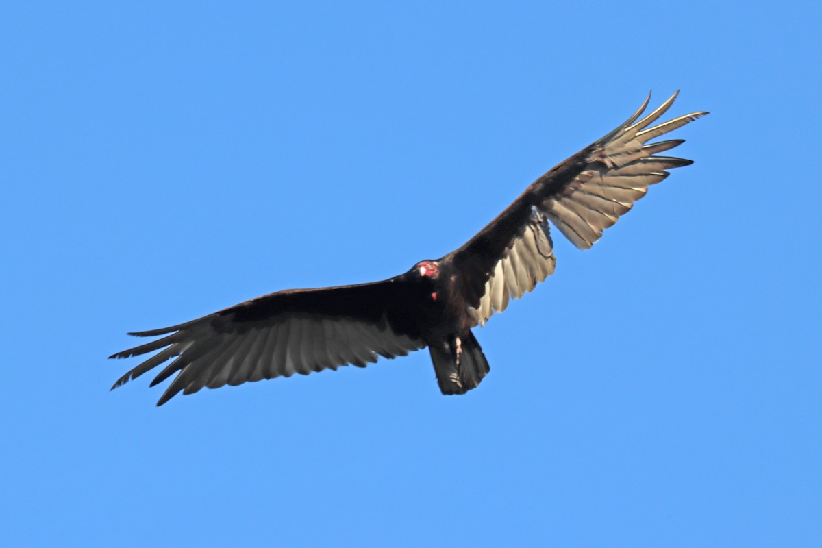 Turkey Vulture - ML619591831