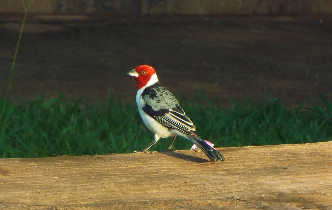 Red-cowled Cardinal - ML619591832