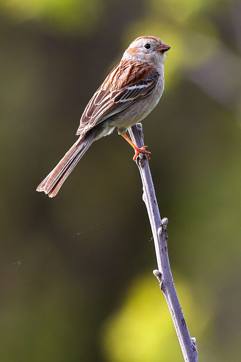 Field Sparrow - ML619591872