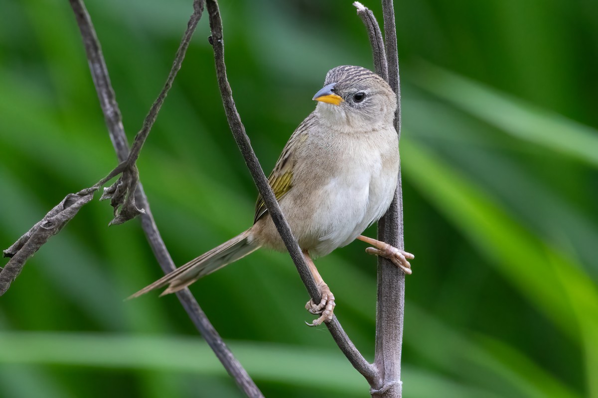 Wedge-tailed Grass-Finch - ML619591875