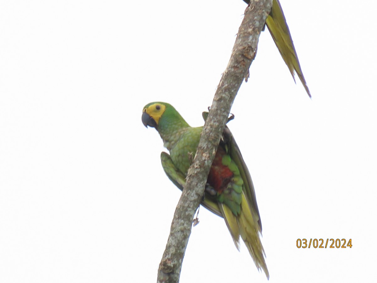 Red-bellied Macaw - ML619591888