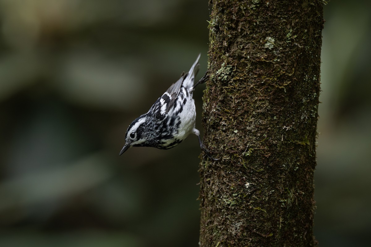 Black-and-white Warbler - ML619591894