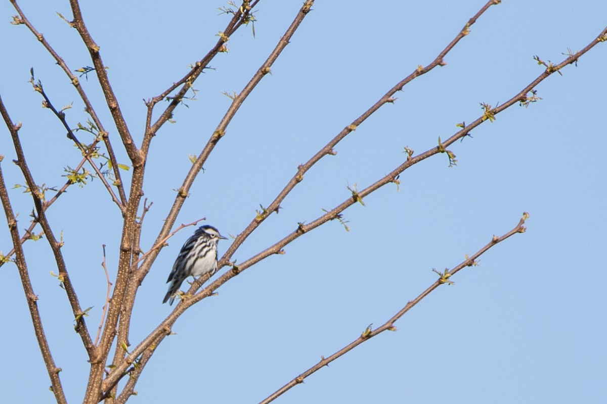 Black-and-white Warbler - ML619591898