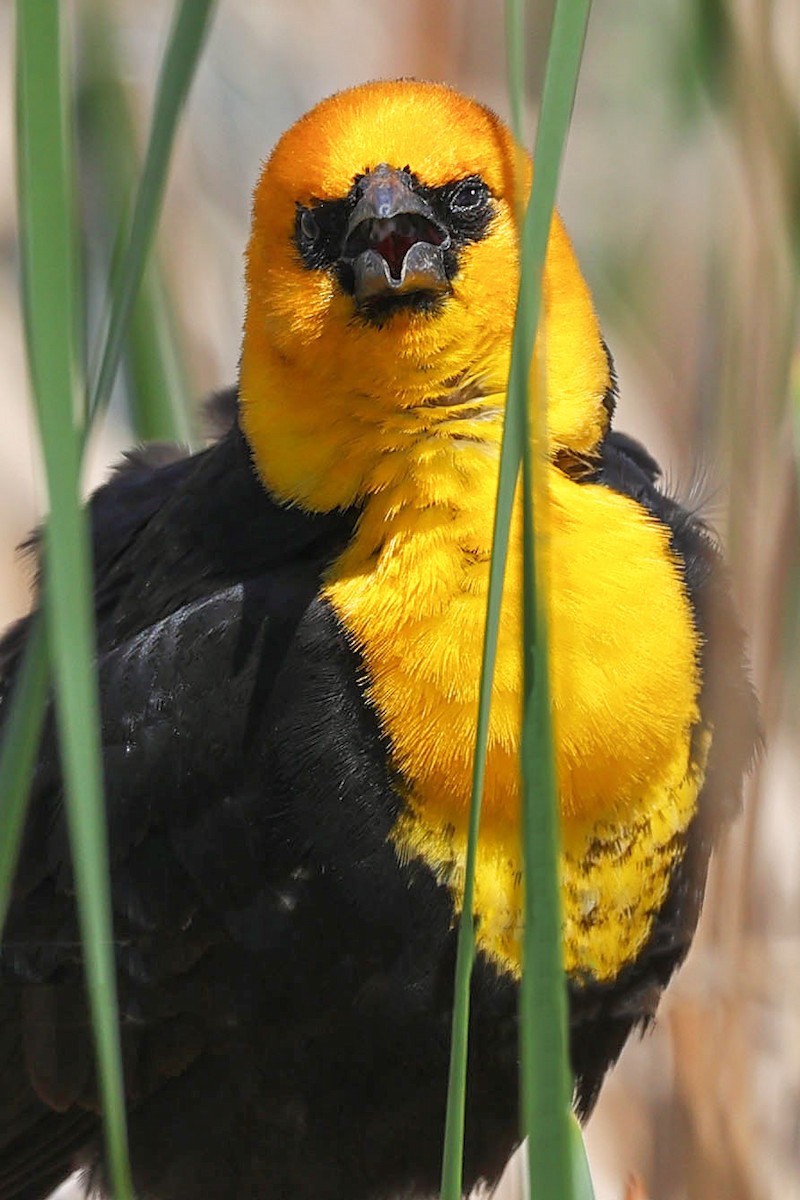 Yellow-headed Blackbird - ML619591945