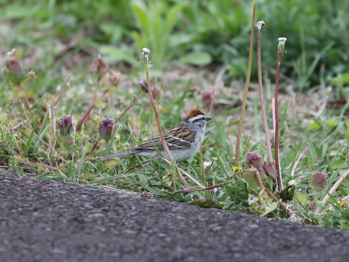 Chipping Sparrow - ML619591947