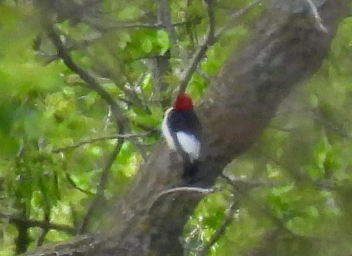 Red-headed Woodpecker - ML619591962