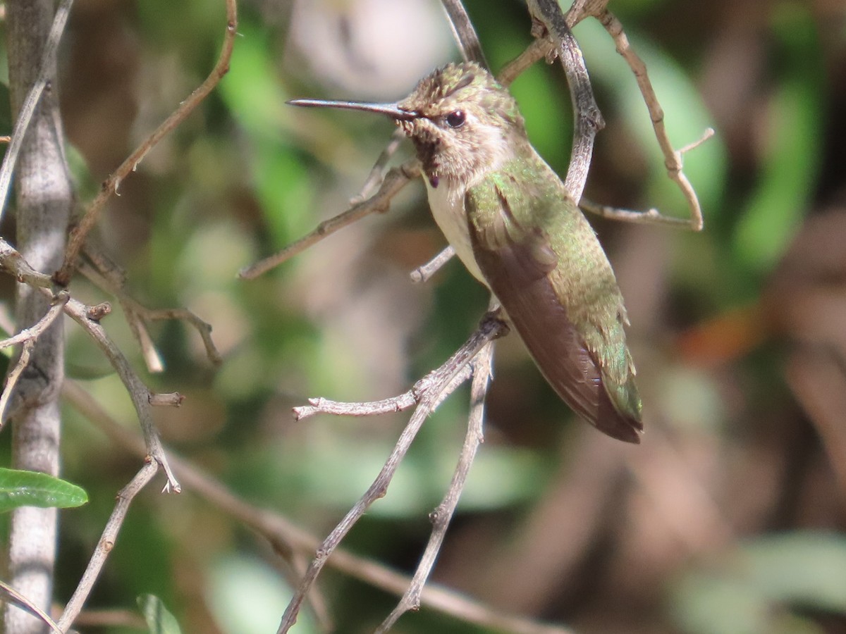 Costa's Hummingbird - ML619591993