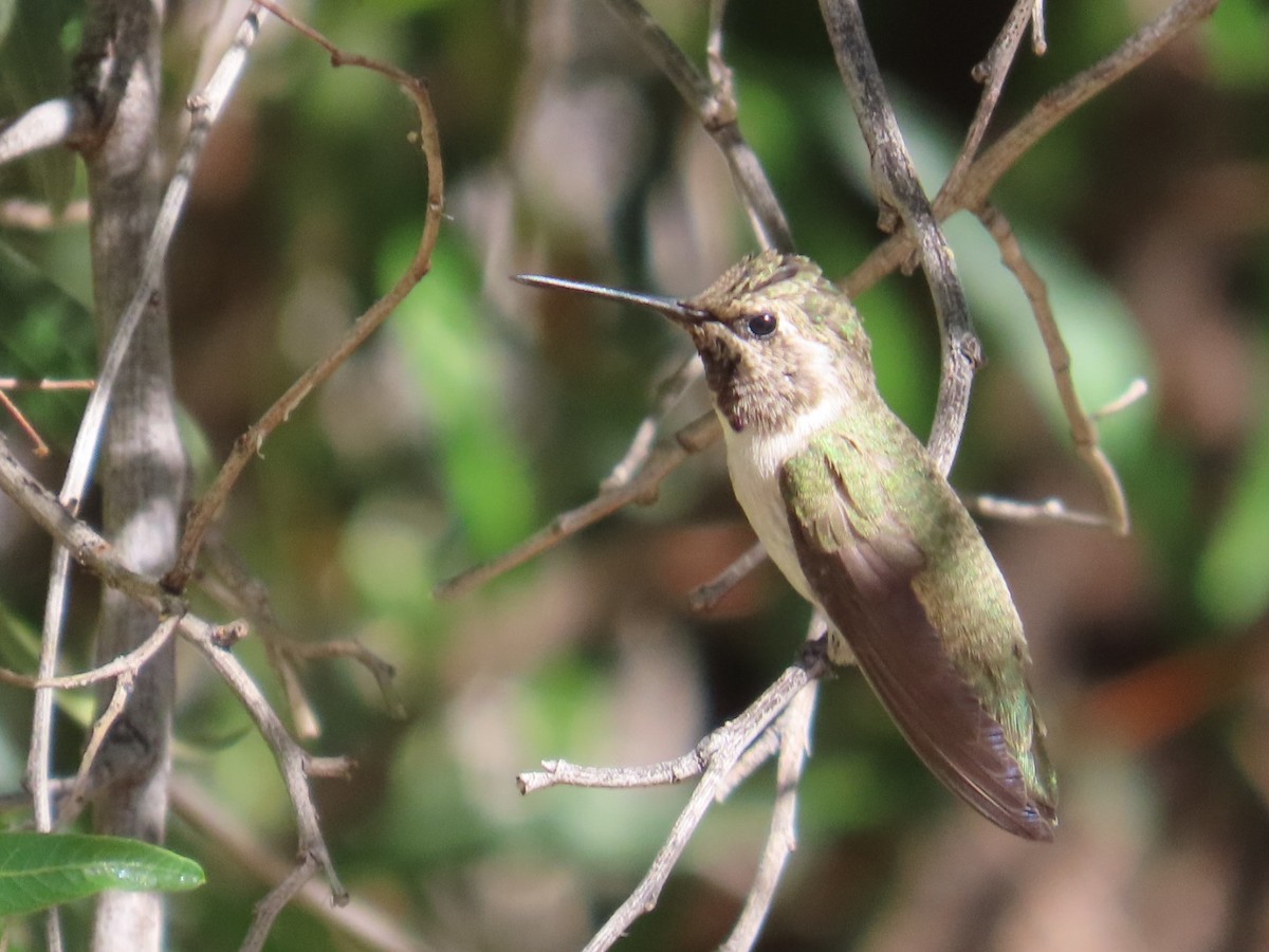Costa's Hummingbird - ML619591995