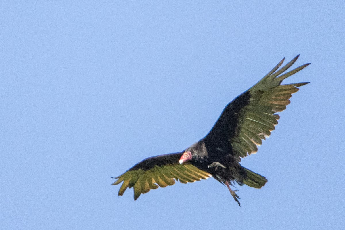 Turkey Vulture - ML619592013