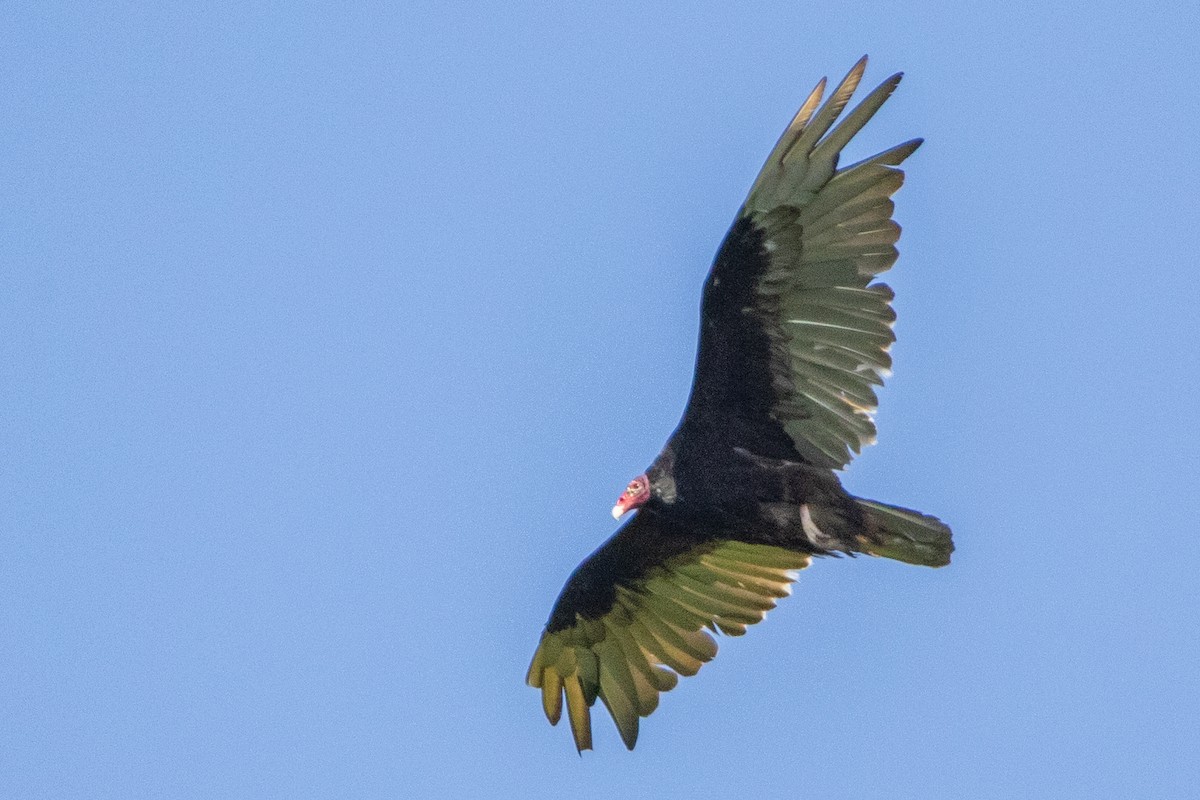 Turkey Vulture - ML619592014