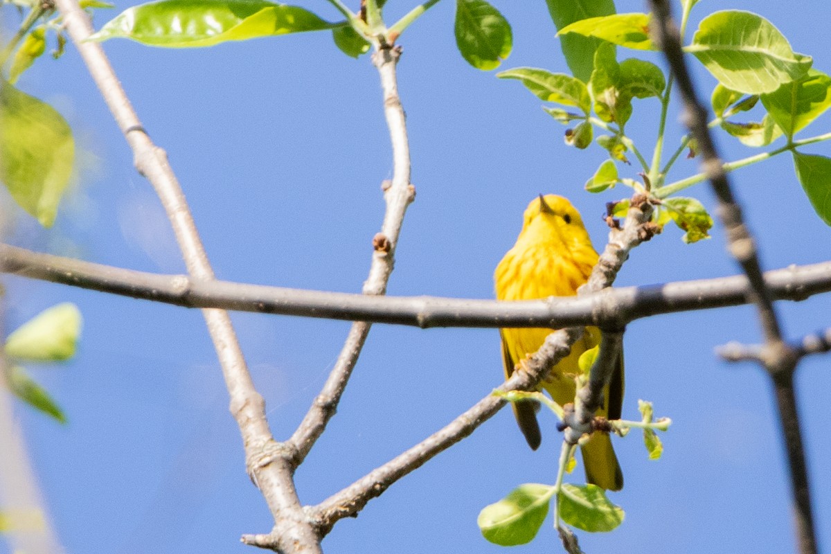 Yellow Warbler - ML619592027