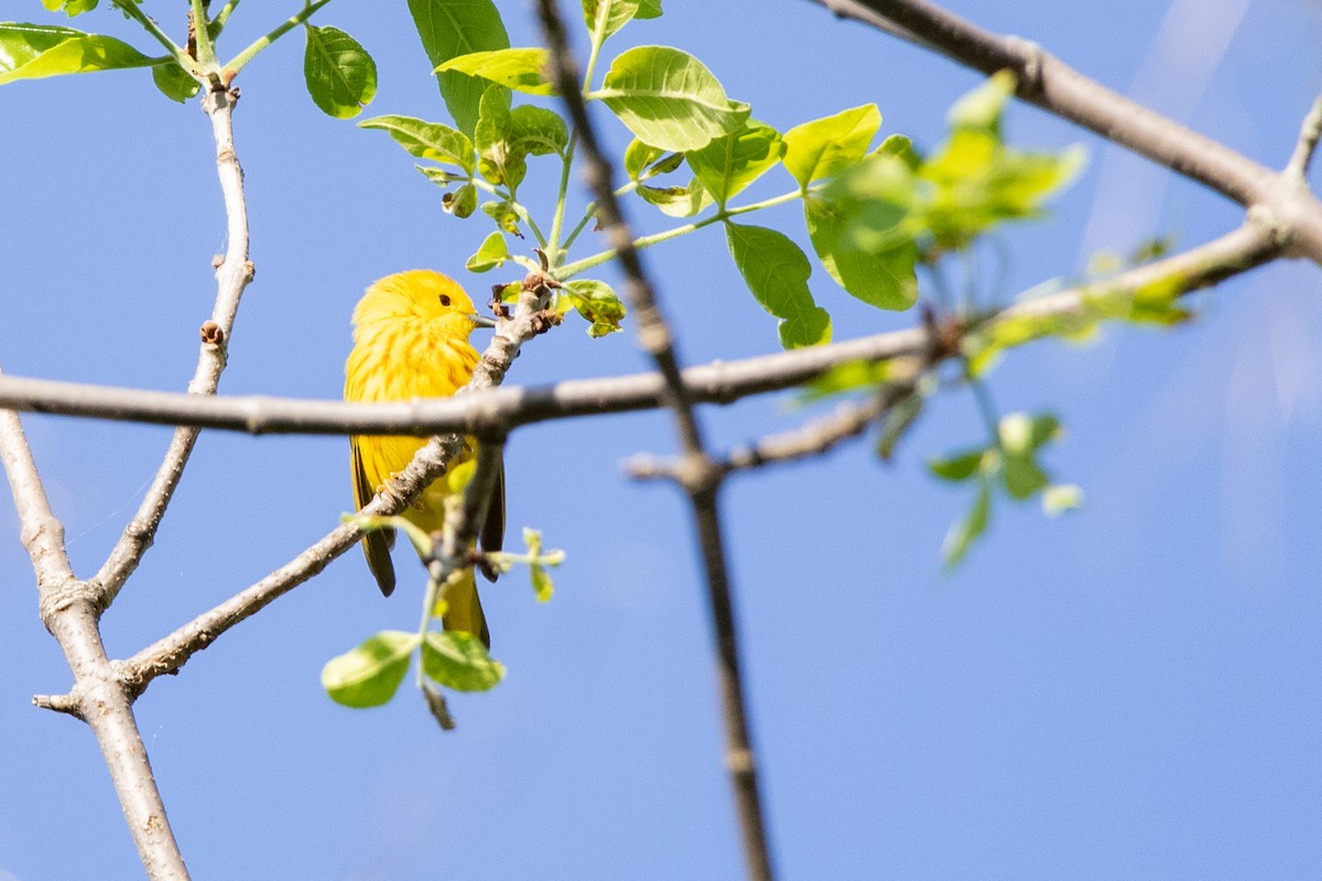 Yellow Warbler - ML619592028