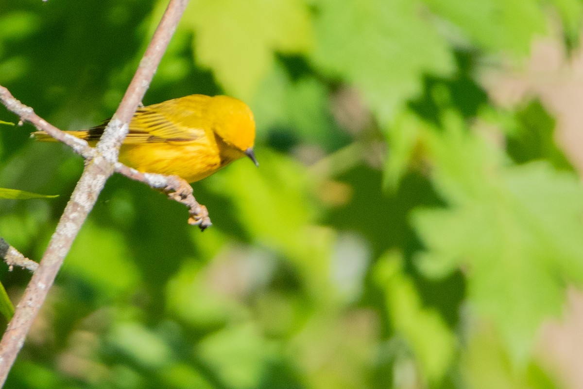 Yellow Warbler - ML619592030