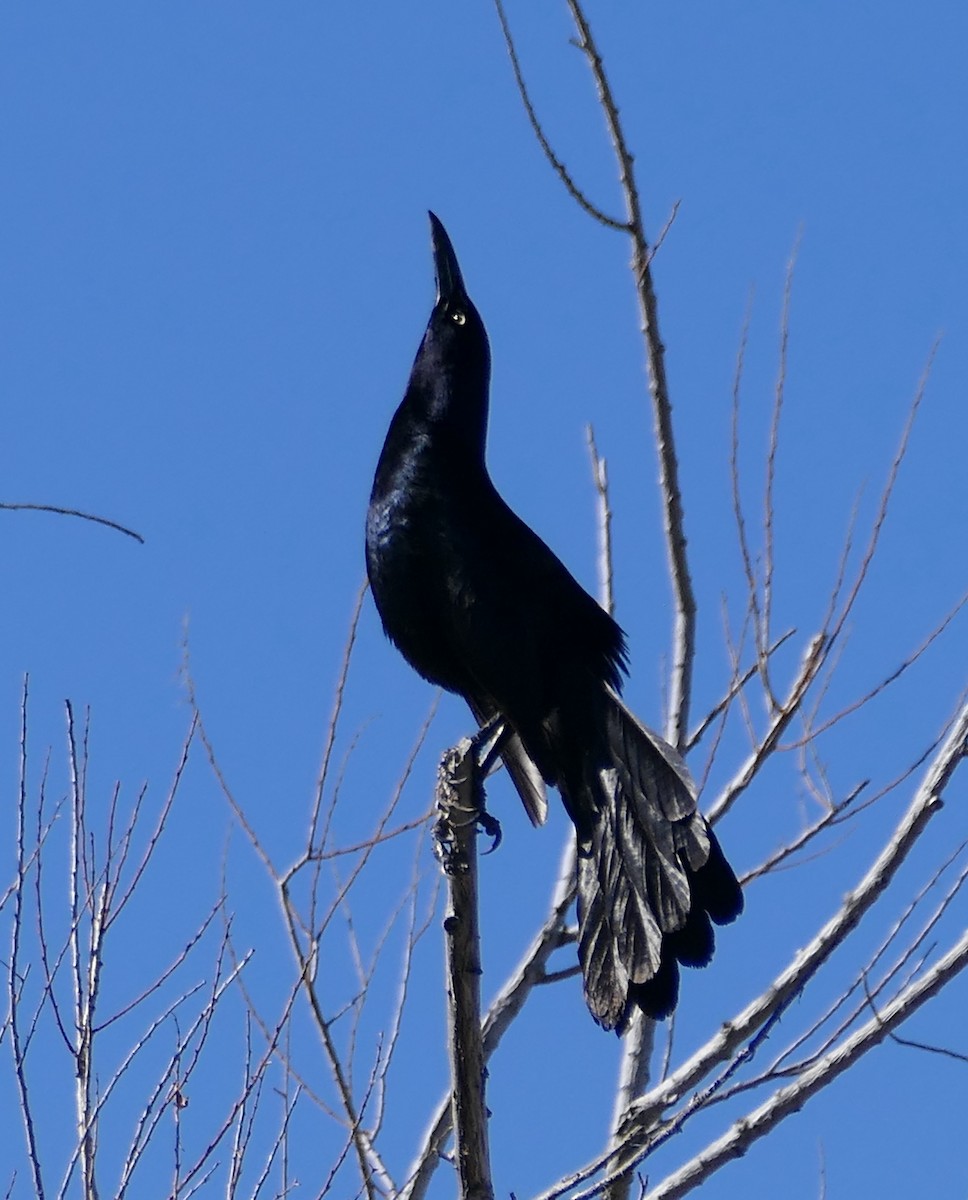 Great-tailed Grackle - ML619592039
