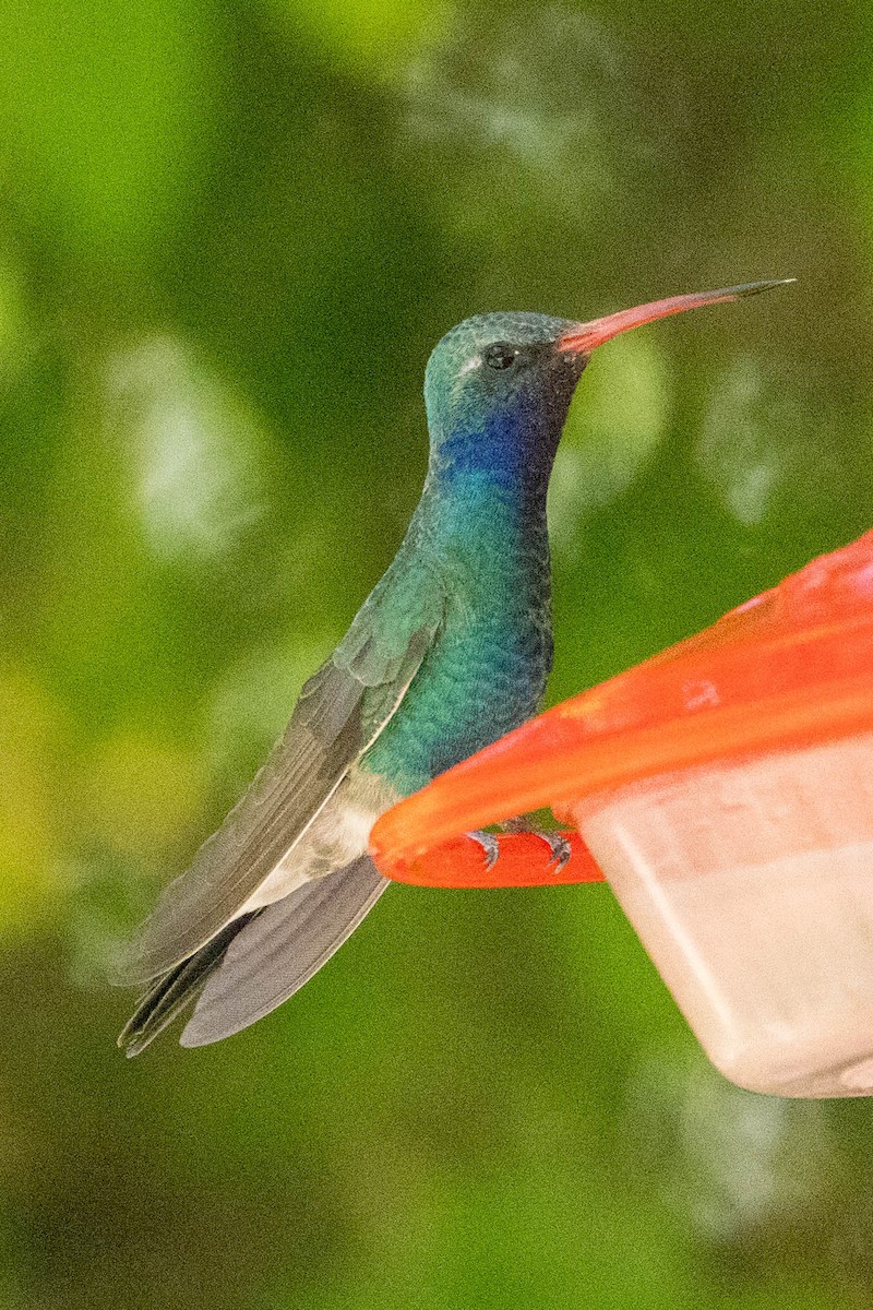 Broad-billed Hummingbird - ML619592051