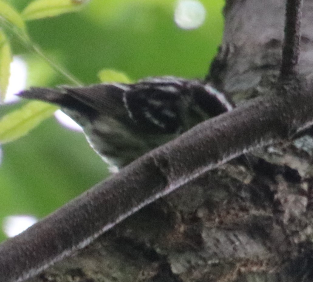 Black-and-white Warbler - ML619592091