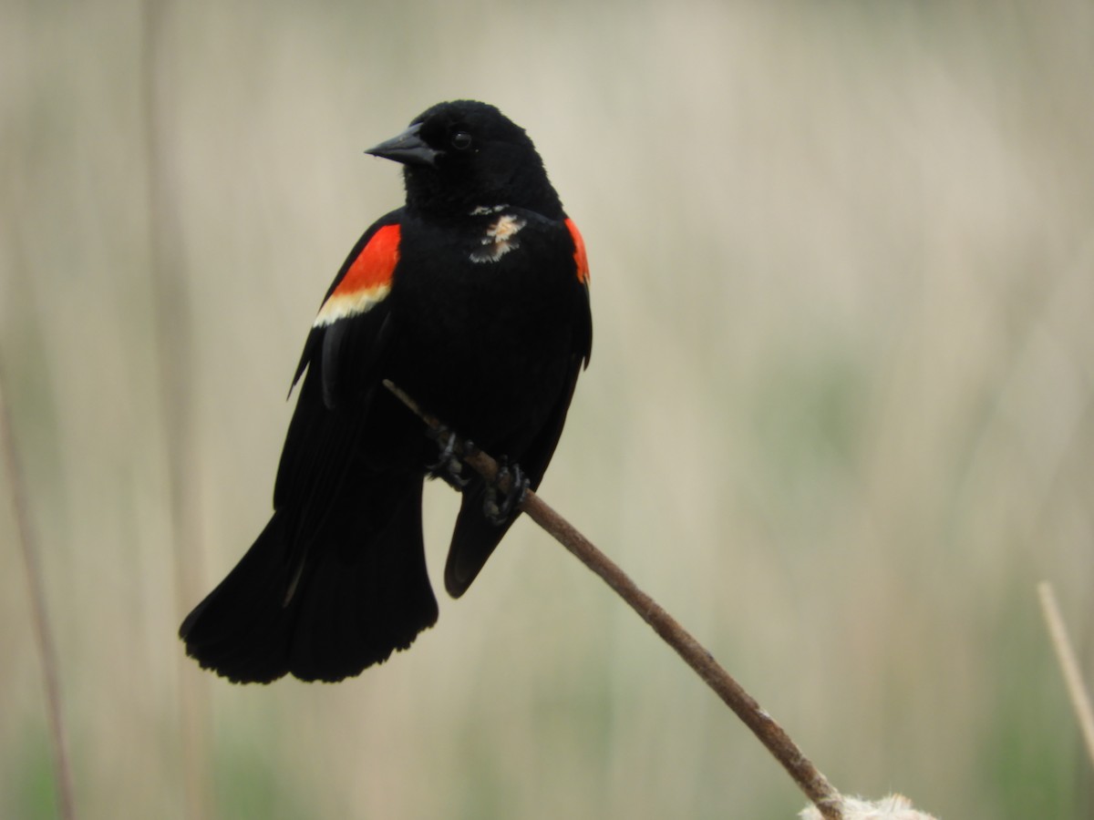Red-winged Blackbird - ML619592133