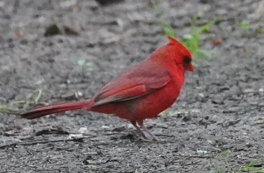 Cardinal rouge - ML619592142
