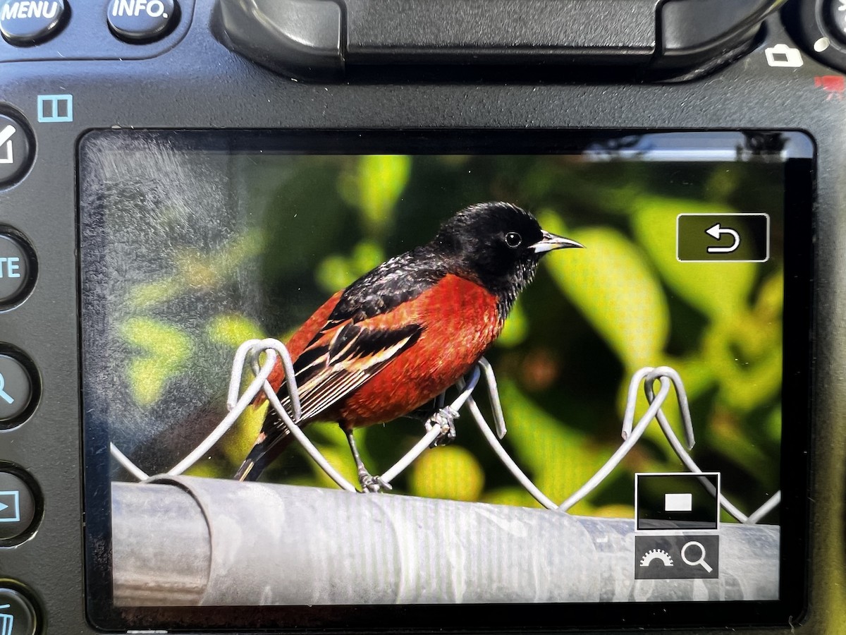 Orchard Oriole - ML619592145