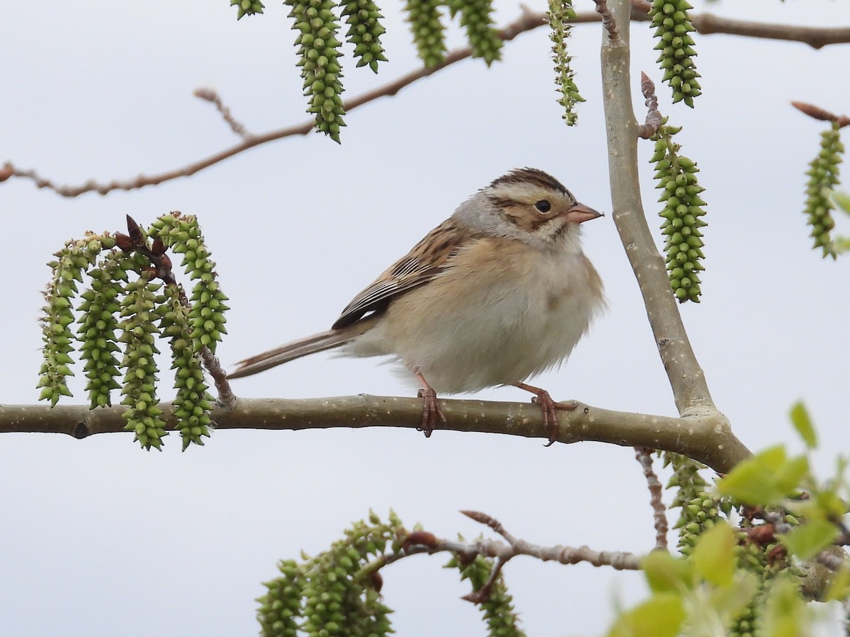 Clay-colored Sparrow - ML619592151