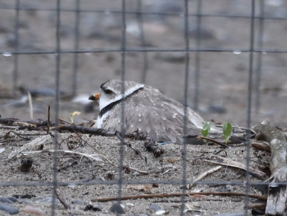 Piping Plover - ML619592153