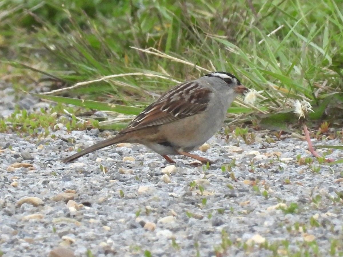 White-crowned Sparrow - ML619592166