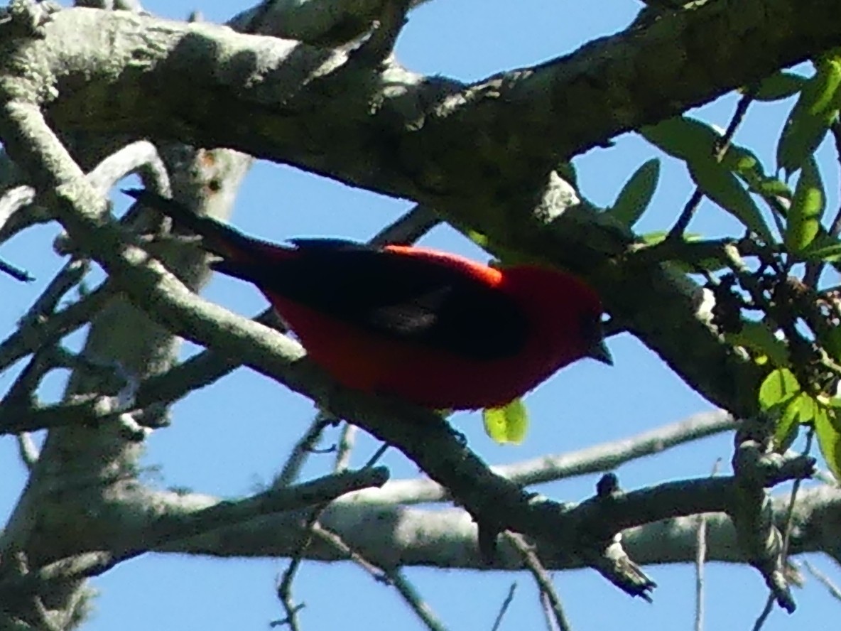 Scarlet Tanager - ML619592231